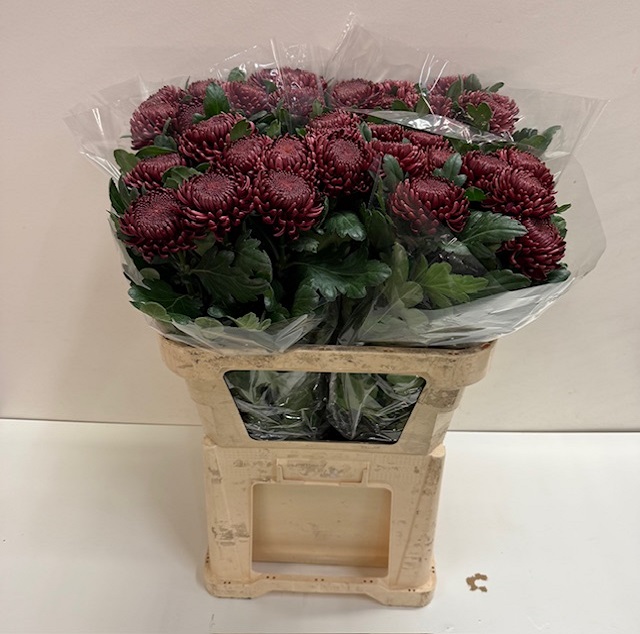 Chrys bl bigoudi red.jpg